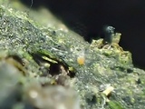 Podospora eminens image