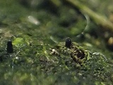 Podospora eminens image