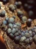 Badhamia dubia image