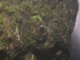 Podospora eminens image