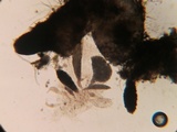Podospora eminens image