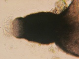 Podospora eminens image