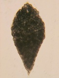 Podospora eminens image