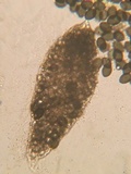 Podospora eminens image
