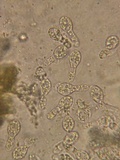 Podospora eminens image