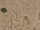 Podospora eminens image