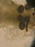 Podospora eminens image