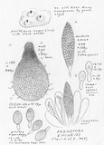 Podospora eminens image
