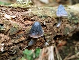 Mycena nargan image