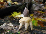 Geastrum quadrifidum image