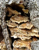 Trametes ochracea image