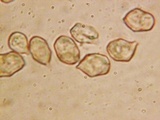 Nolanea holoconiota image
