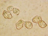 Nolanea holoconiota image