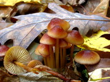 Mycena atkinsoniana image