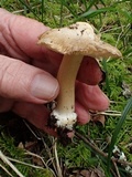 Inocybe amblyospora image