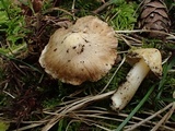 Inocybe amblyospora image