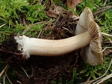 Inocybe amblyospora image