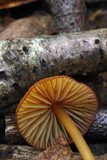 Mycena atkinsoniana image