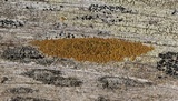 Candelariella vitellina image