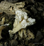 Sebacina schweinitzii image