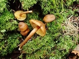 Callistosporium luteo-olivaceum image