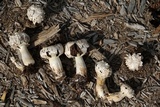 Agaricus texensis image