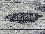Amandinea punctata image