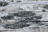 Amandinea punctata image