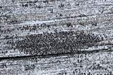 Amandinea punctata image