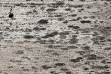 Amandinea punctata image