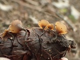 Ciboria rufofusca image