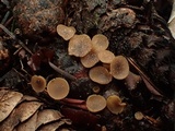 Ciboria rufofusca image