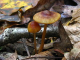 Mycena atkinsoniana image