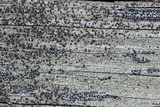Lecanora saligna image