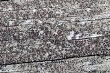 Lecanora saligna image