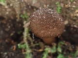 Inocybe lanuginosa image