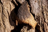 Lentinellus ursinus image