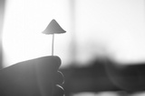 Conocybe apala image
