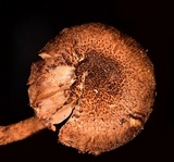 Inocybe stellatospora image