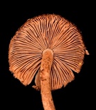 Inocybe stellatospora image