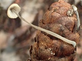 Mycena amicta image