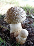 Amanita foetidissima image