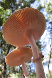 Amanita veldiei image
