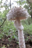 Amanita veldiei image
