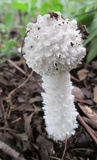Amanita veldiei image