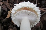 Amanita veldiei image