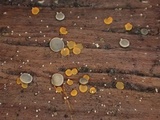 Orbilia delicatula image