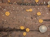 Orbilia delicatula image