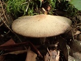 Psathyrella vesiculocystis image
