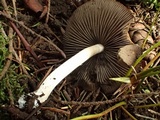 Psathyrella vesiculocystis image